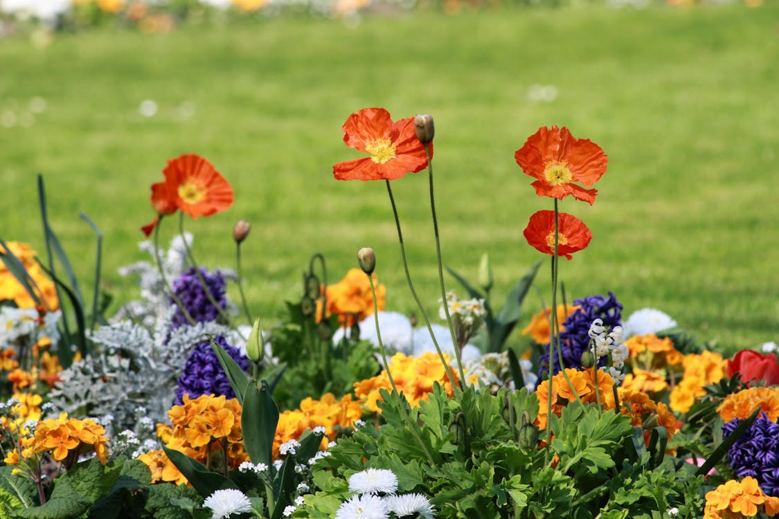 Colorful Flowers on a Flower bed