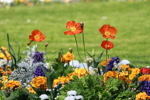 Free A bright and colorful floral display featuring vibrant orange poppies and various flowers in full bloom. Stock Photo