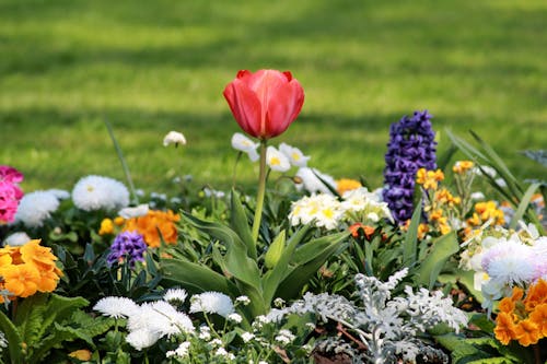 报春花, 植物群, 特写 的 免费素材图片