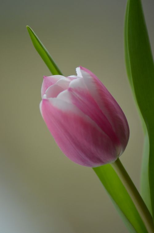 Free Close-up of a pink tulip with smooth petals and green leaves on a gentle background. Stock Photo