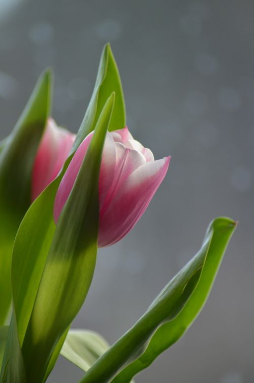 Free Close-up of a pink tulip with green leaves and a soft gray background. Stock Photo