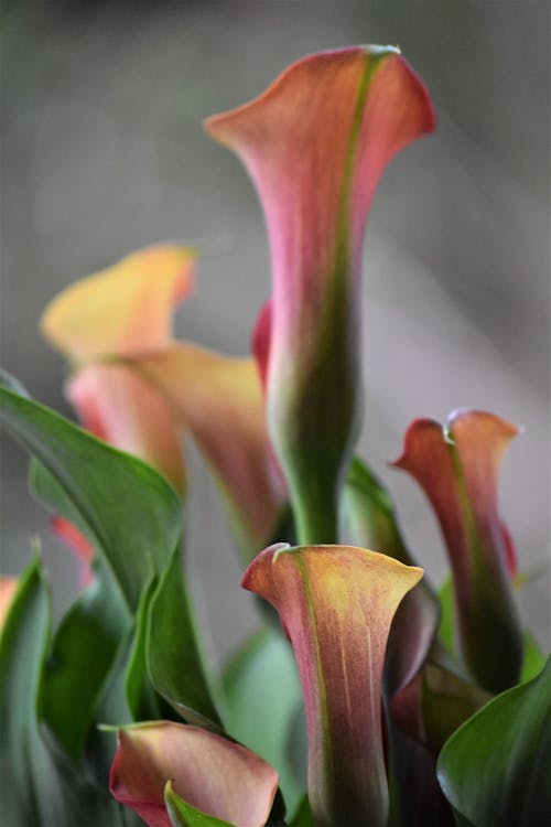 Close Up Photo of Flowers