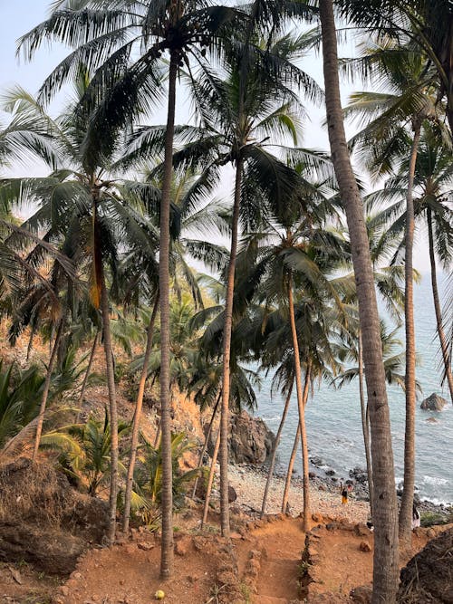 A Green Coconut Trees on the Beach