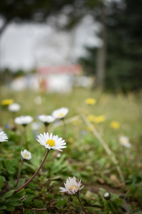 Immagine gratuita di bocciolo, campo, crescita