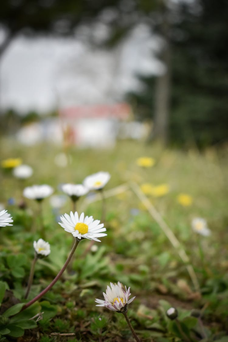 White Daisy Flowers In Bloom