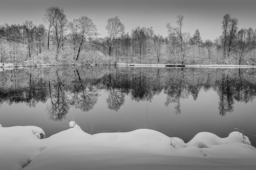 Grayscale Photo of Trees Reflection on Water