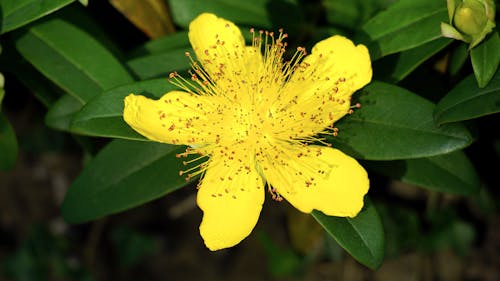 무료 노란색 세인트 존 워트 꽃의 선택적 초점 사진 스톡 사진