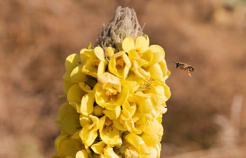 Free Yellow Flower With Bee on Top Stock Photo