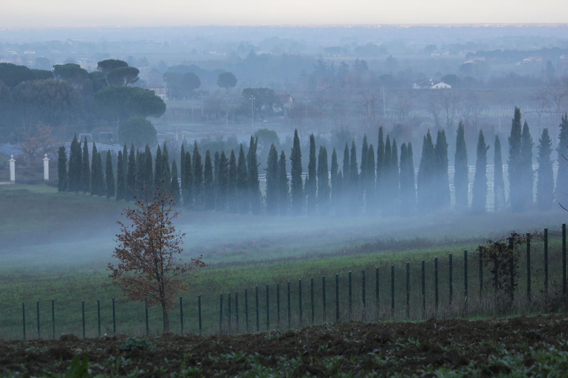 Serene rural landscape with fog enveloping cypress trees and fields.
