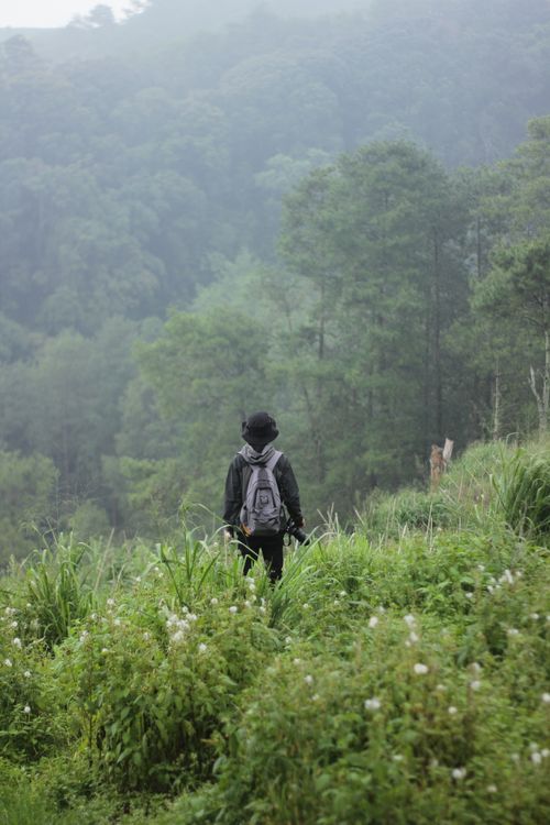 Free A solitary hiker with a backpack stands in a lush green forest, surrounded by nature's tranquility. Stock Photo