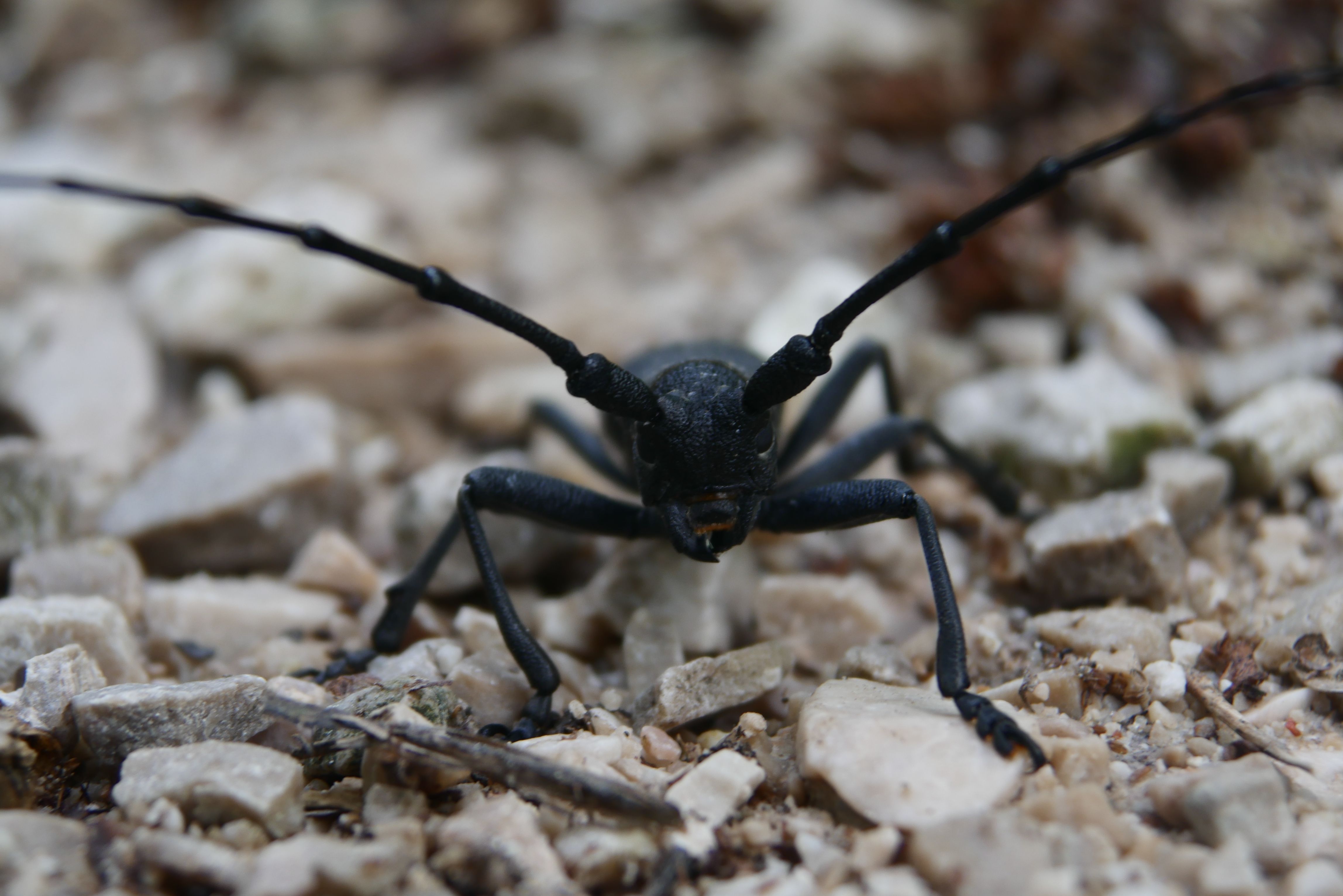 Free Stock Photo Of Bug