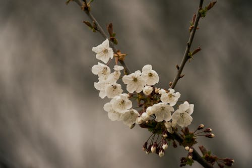A Close-up Shot of a White Cherry Blossoms in Full Bloom