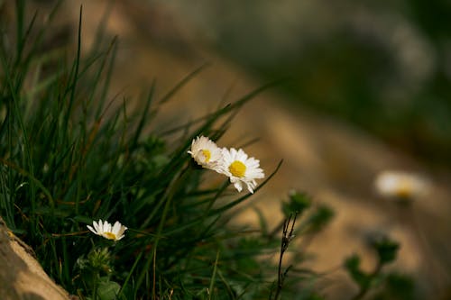 꽃, 꽃잎, 잔디의 무료 스톡 사진