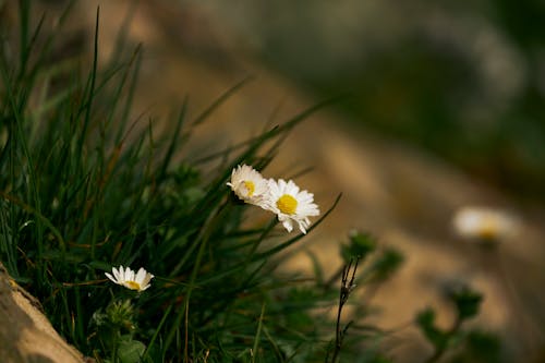 Foto profissional grátis de fechar-se, flores, grama