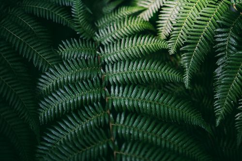 Free Detailed close-up of lush green fern leaves with intricate textures and natural light. Stock Photo