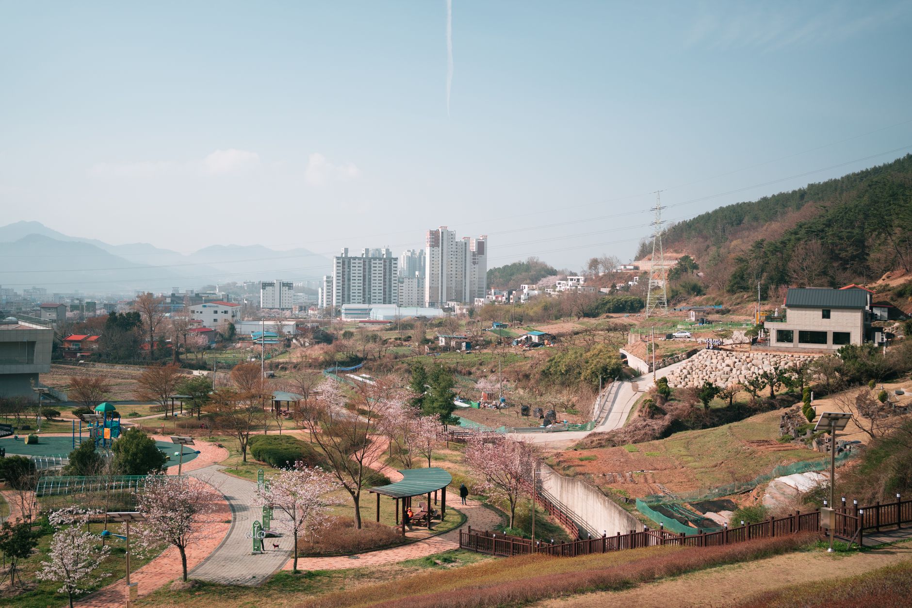 A picturesque urban park in South Korea featuring cherry blossoms and residential buildings under a clear sky.