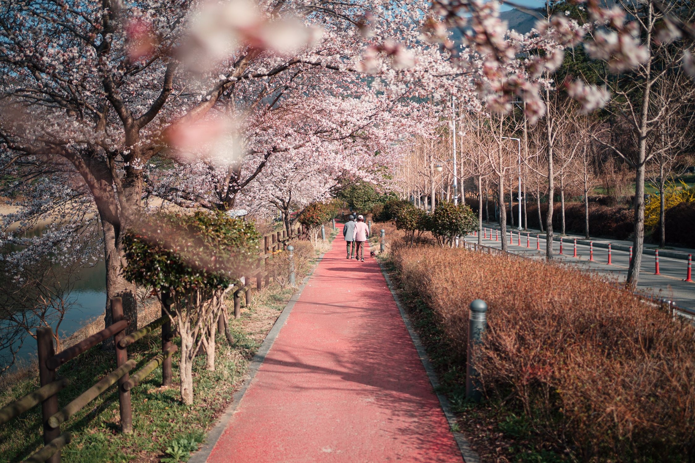 Back View of a Couple Walking with Their Dog on Paved Pathway · Free ...
