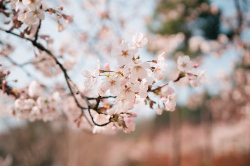 Gratis Fotos de stock gratuitas de bonito, cerezos en flor, de cerca Foto de stock