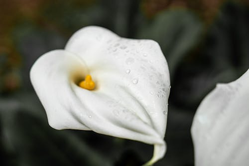 Бесплатное стоковое фото с белый цветок, цветок