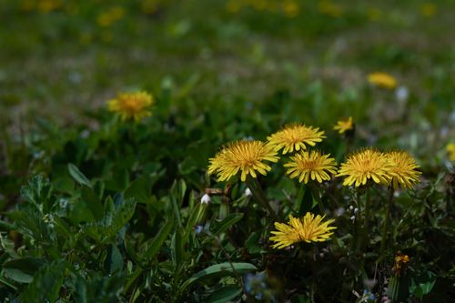 Free Bright yellow dandelions in full bloom scattered across a lush green field, showcasing nature's vibrancy. Stock Photo