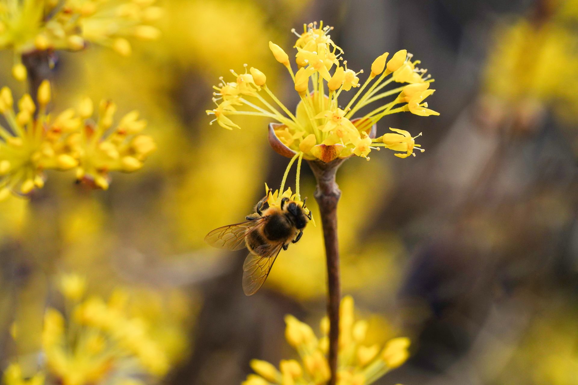 A close-up shot of a bee pollinating Cornus officinalis flowers, showcasing nature's beauty.