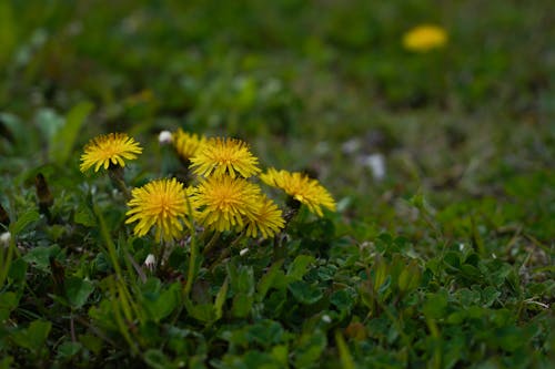 Close Up Photo of Yellow Flowers