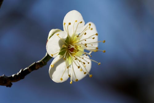 Fotobanka s bezplatnými fotkami na tému biely kvet, flóra, kvet ovocného stromu