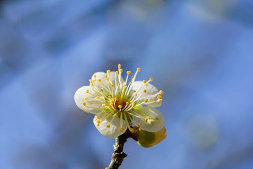 White Cherry Blossom in Close Up Photography