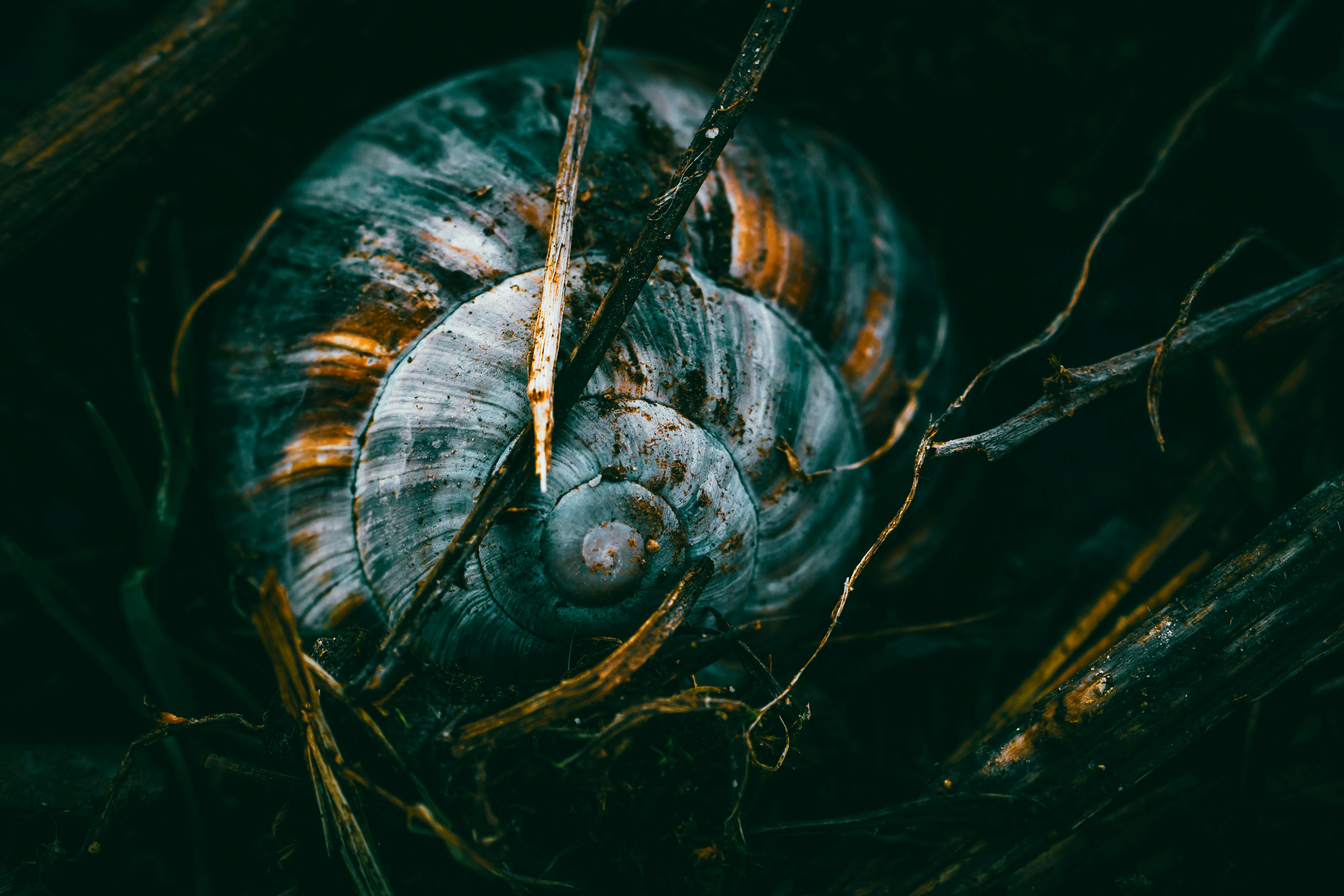 White Snail Shell · Free Stock Photo