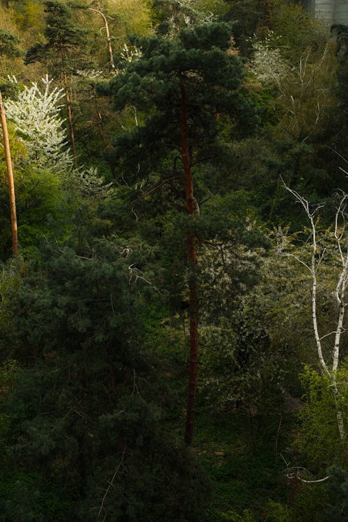 Tree in Forest