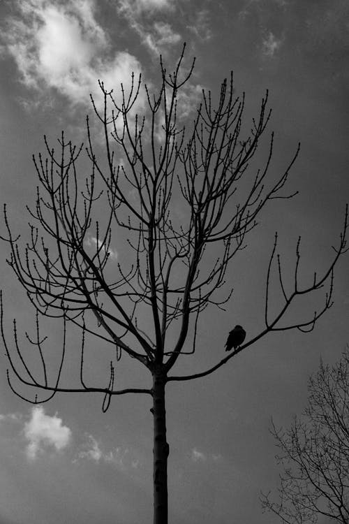 Fotos de stock gratuitas de árbol desnudo, blanco y negro, escala de grises