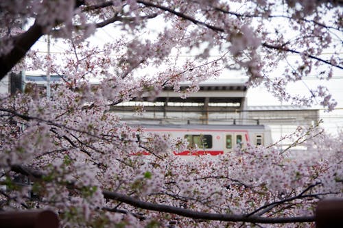 Foto d'estoc gratuïta de entrenar, estació de tren, flor de cirerer