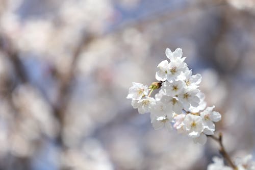 Free White Flowers in Close Up Photography Stock Photo