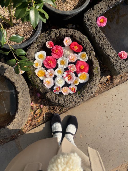 Camellia Flowers on Concrete Pots