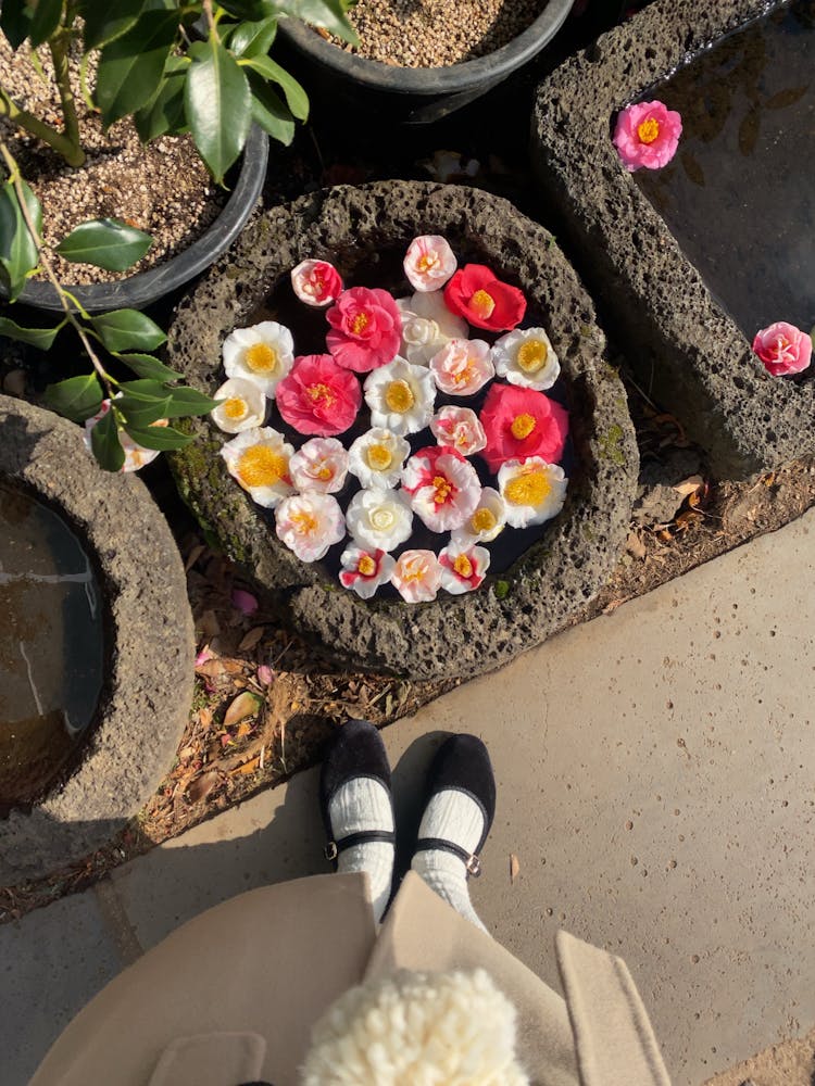 Camellia Flowers On Concrete Pots