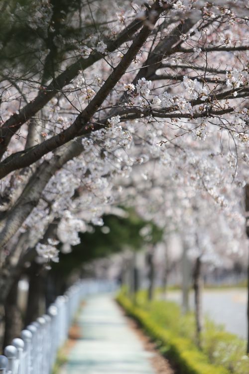 Free Beautiful cherry blossom trees along an urban sidewalk in spring with sunlit blooms. Stock Photo