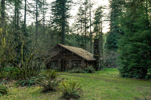 Foto profissional grátis de árvores, cabine, casa