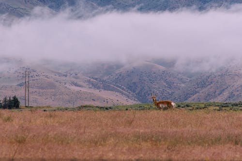棕色的草地上的棕色和白色鹿