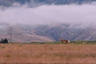 雾蒙蒙的山间，一只孤独的鹿静静伫立，展现着野生动物世界的宁静