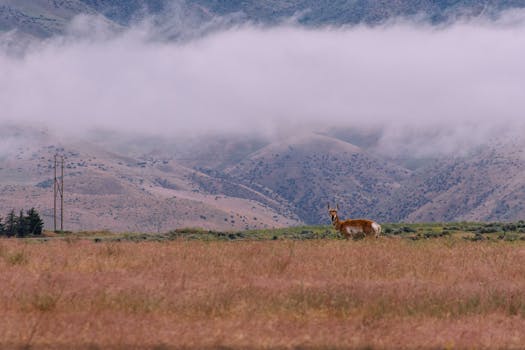 雾蒙蒙的山间，一只孤独的鹿静静伫立，展现着野生动物世界的宁静
