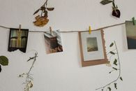 Green Plant on White Wall