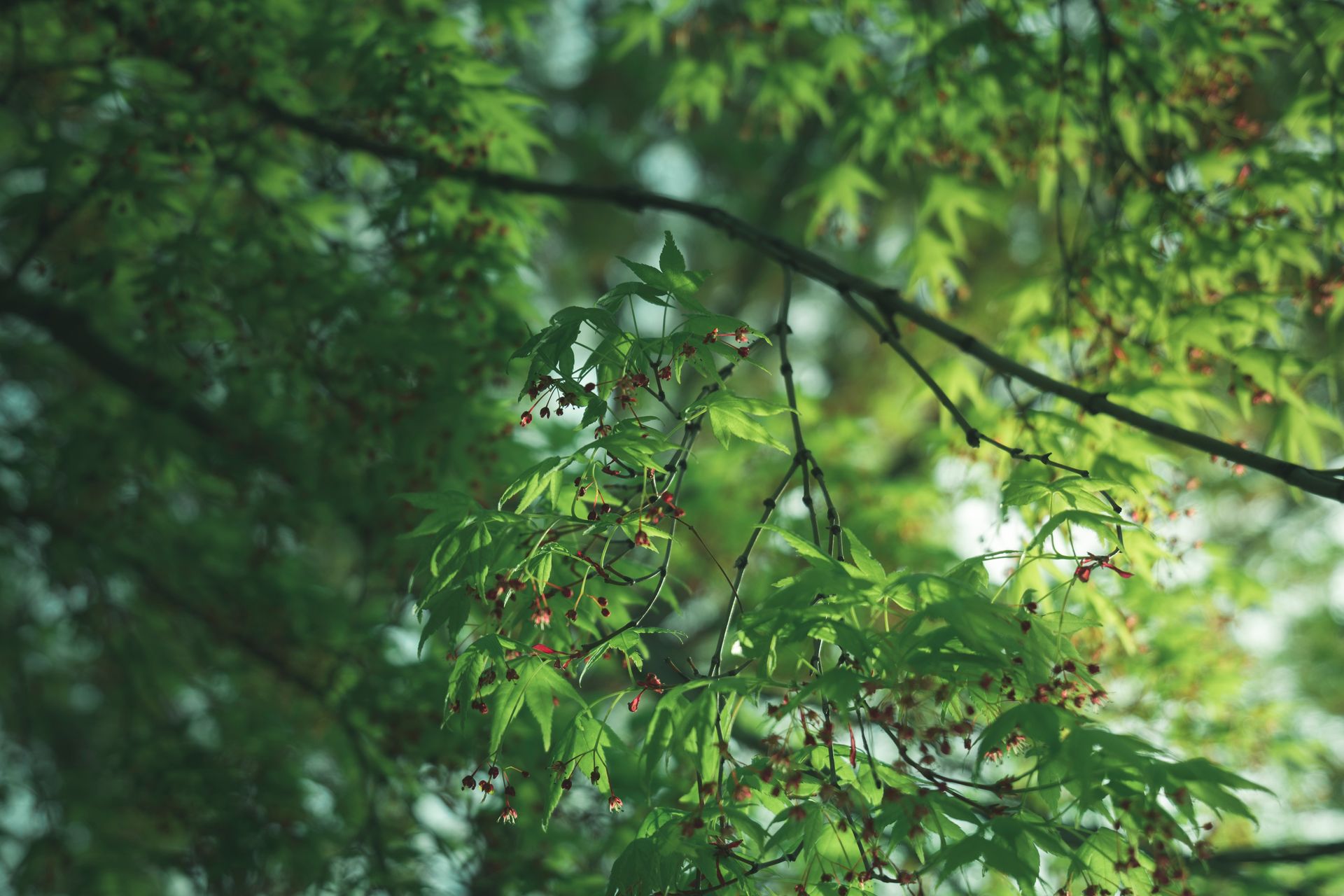 Beautiful close-up of green Japanese maple leaves with vibrant spring colors.