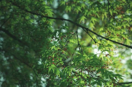 Free Beautiful close-up of green Japanese maple leaves with vibrant spring colors. Stock Photo
