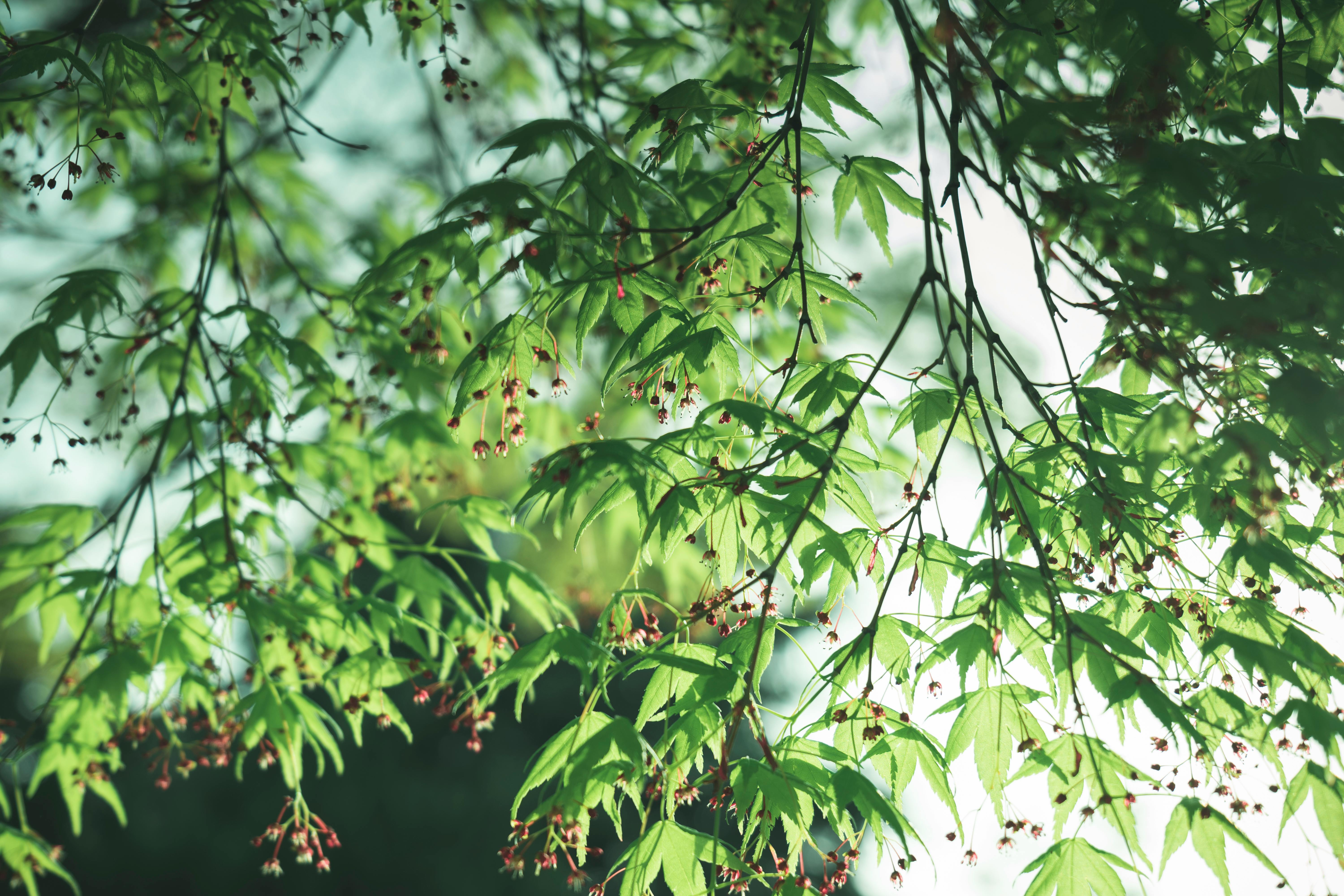 cannabis, hemp oil, cannabis benefits — Photo by famingjia inventor on Pexels