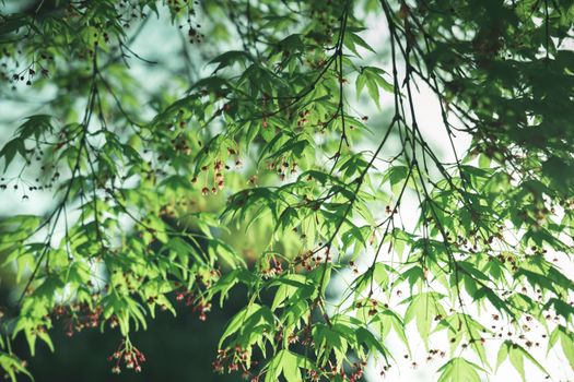 A serene view of green maple leaves and flower buds with sunlight filtering through, capturing the essence of spring.