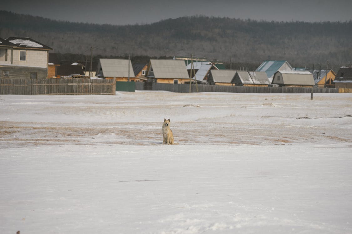 Dog Sitting on Snow Covered Ground