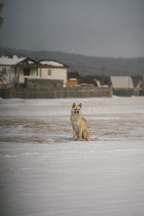 White Arctic Wolf Sitting on Snow Covered Ground