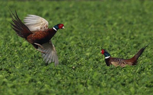 Δωρεάν στοκ φωτογραφιών με galliformes, γήπεδο, δασικός