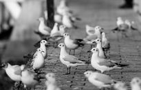Flock of White Birds on Gray Concrete Pavement