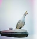 White Bird on Black Surface